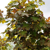 Клен остролистный 'Дебора' (Acer platanoides 'Deborah')