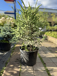 Ель черная 'Бейснери' (Picea mariana 'Beissneri')