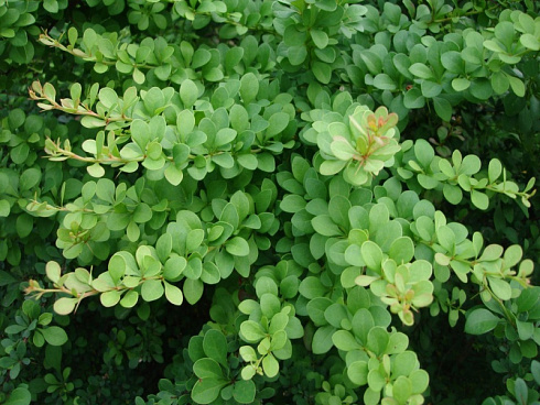 barbaris-tunberga-berberis-thunbergii-kust.jpg