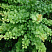 barbaris-tunberga-berberis-thunbergii-kust.jpg