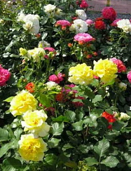 Роза в сортах (Rose в сортах)