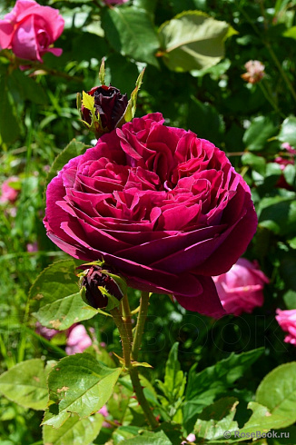 roza-falstaf-rose-falstaff-sort-s-povtornym-cveteniem
