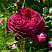 roza-falstaf-rose-falstaff-sort-s-povtornym-cveteniem