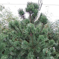 Сосна горная 'Гном' (Pinus mugo 'Gnom')