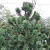 Сосна горная 'Гном' (Pinus mugo 'Gnom')