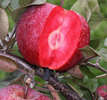 Яблоня красномякотная 'Редлав Одиссо' (Malus domestica 'Редлав Одиссо')