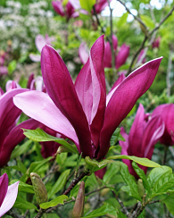 Магнолия лилиецветная 'Нигра' (Magnolia liliiflora 'Nigra')