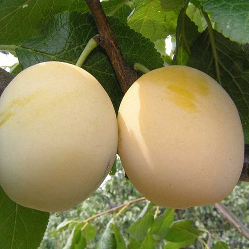 sliva-obyknovennaya-utro-prunus-domestica-utro-plod