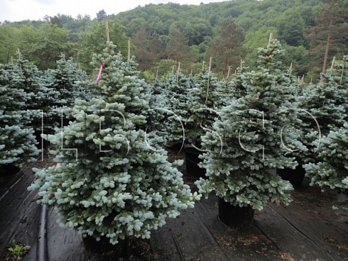 el-kolyuchaya-montgomeri-picea-pungens-montgomery-derevya-ryadami