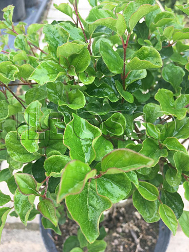 siren-mejera-palibin-syringa-meyeri-palibin-listya.jpg