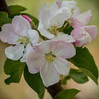 Яблоня домашняя 'Жигулевское' (Malus domestica 'Жигулевское')