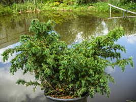Тисс ягодный 'Репанденс' (Taxus baccata 'Repandens')