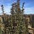 Тисс ягодный 'Оверейндери' (Taxus baccata 'Overeynderii')