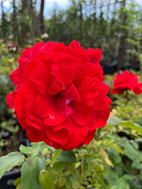 Роза 'Сатчмо' (Rose 'Satchmo')