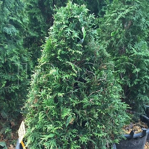 tuya-zapadnaya-stolvik-thuja-occidentalis-stolwijk-krona