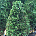 tuya-zapadnaya-stolvik-thuja-occidentalis-stolwijk-krona