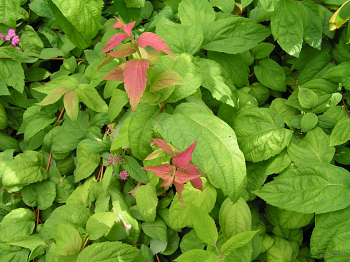 spireya-yaponskaya-makrofilla-spiraea-japonica-macrophylla-listya