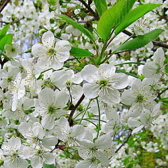 Вишня обыкновенная 'Лебедянская' (Prunus vulgaris 'Лебедянская')