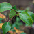 Груша обыкновенная 'Чижовская' (Pyrus communis 'Чижовская')