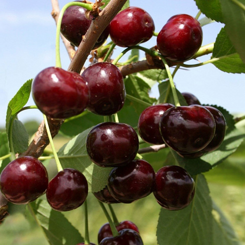 zhukovskaya