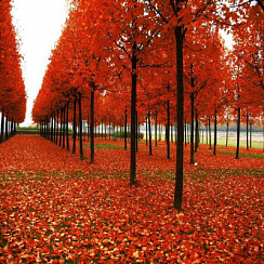 Клен фримана 'Целзам' (Acer freemanii 'Celzam')