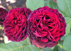 Роза 'Астрид Графин Фон Харденберг' (Rose 'Astrid Grafin von Hardenberg')