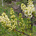 siren-obyknovennaya-prajmrouz-syringa-vulgaris-primrose-vetv