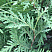 tuya-zapadnaya-globoza-thuja-occidentalis-globosa-hvoya