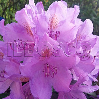 Рододендрон 'Катавбиенс Грандифлорум' (Rhododendron 'Catawbiense Grandiflorum')