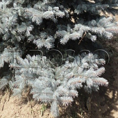 Ель колючая 'Балатон' (Picea pungens 'Balaton')