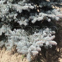 Ель колючая 'Балатон' (Picea pungens 'Balaton')