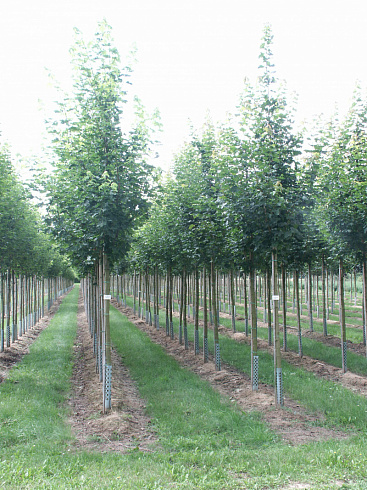 klen-ostrolistnyj-allerskhauzen-acer-platanoides-allershausen-derevo.jpg