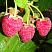 malina-obyknovennaya-gerakl-rubus-idaeus-plody.jpg