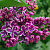 Сирень обыкновенная 'Сенсация' (Syringa vulgaris 'Sensation')