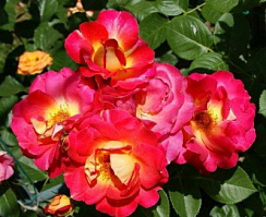 Роза 'Декор Арлекин' (Rose 'Decor Arlequin')