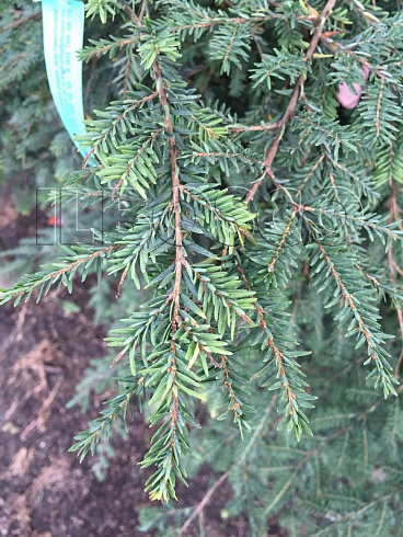 tsuga-kanadskaya-tsuga-canadensis-vetv