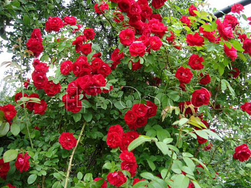 roza-pletistaya-santana-rose-santana-kust.jpg