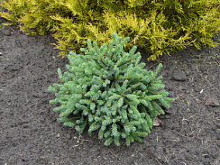 Ель сизая "Эхиниформис" (Picea glauca 'Alberta Globe')