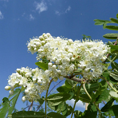 Рябина обыкновенная 'Пендула' (Sorbus aucuparia 'Pendula')