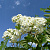 Рябина обыкновенная 'Пендула' (Sorbus aucuparia 'Pendula')