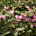 snezhnoyagodnik-mehdzhik-behrri-symphoricarpos-magic-berry-plody.jpg