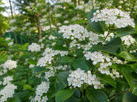 Арония сливолистная 'Неро' (Aronia prunifolia 'Nero')