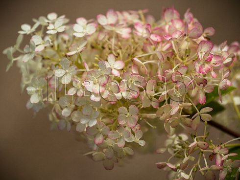 gortenziya-metelchataya-bobo-hydrangea-paniculata-bobo-socvetie.jpg