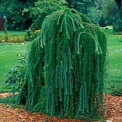 Лиственница кемфера 'Стифф Випинг' (Larix kaempferi  'Stiff Weeping')