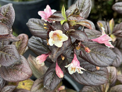 Вейгела 'Винтаж Лав' (Weigela 'Vintage Love')