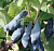 Жимолость съедобная 'Бакчарская юбилейная' (Lonicera caerulea 'Бакчарская юбилейная')