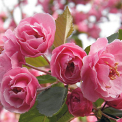 Яблоня декоративная 'Бренди Мэджик' (Malus 'Brendy Magic')