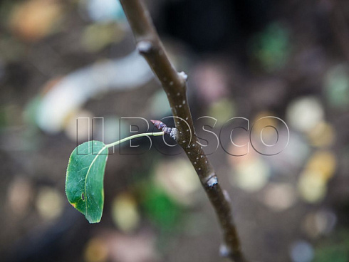 grusha-obyknovennaya-vidnaya-pyrus-communis-pobeg.jpg