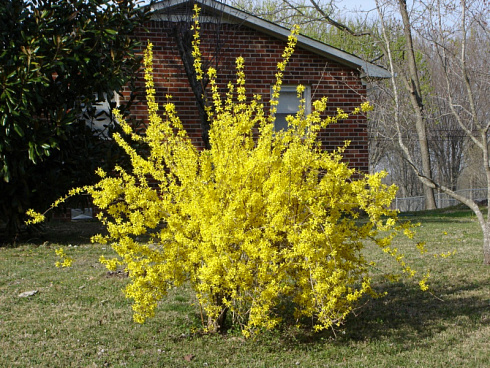 forziciya-promezhutochnaya-linvud-forsythia-intermedia-lynwood-kust.jpg