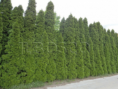 tuya-zapadnaya-smaragd-thuja-occidentalis-smaragd-zhivaya-izgorod